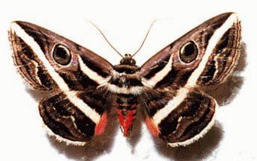 Donuca rubropicta