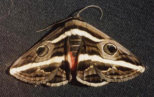 Donuca rubropicta