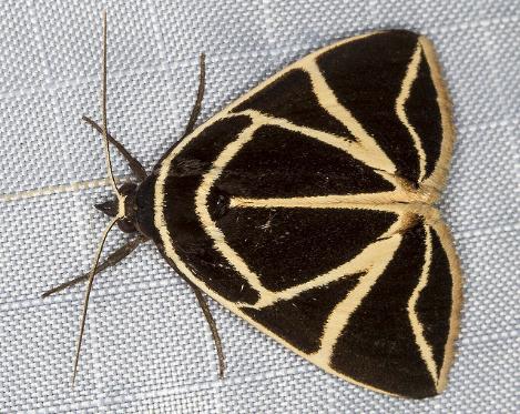 Agamana sarmentosa