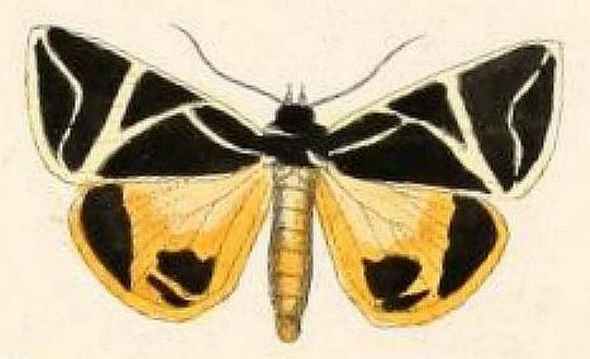 Agamana sarmentosa