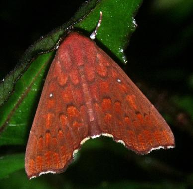 Arthisma scissuralis