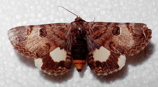 Donuca spectabilis