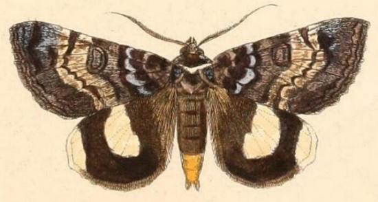 Donuca spectabilis