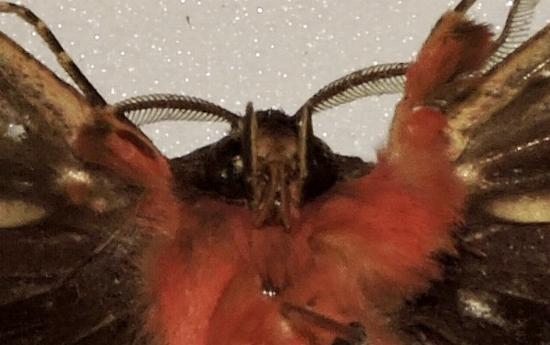 Donuca spectabilis