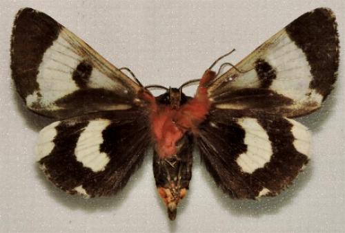 Donuca spectabilis