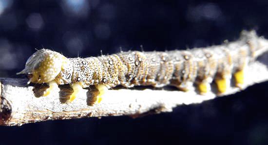 Speiredonia spectans