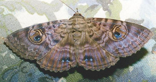 Speiredonia spectans