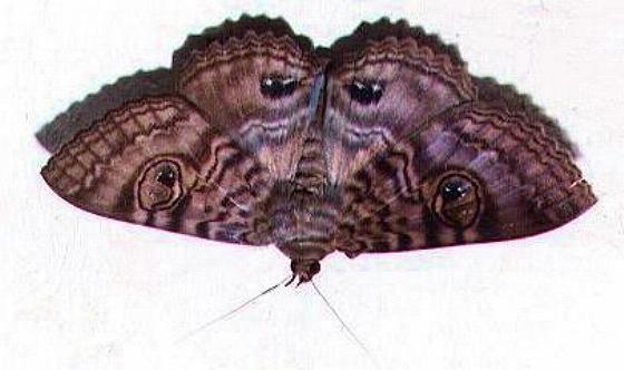 Speiredonia spectans