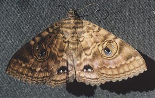 Speiredonia spectans