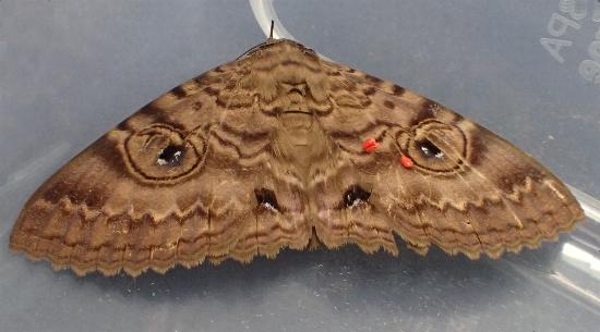 Speiredonia spectans