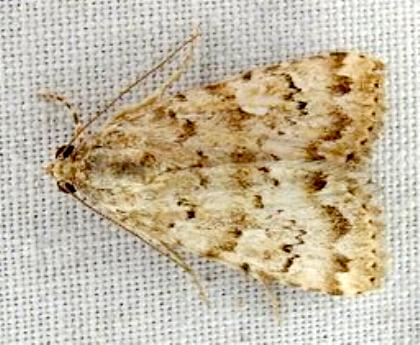 Amyna spilonota