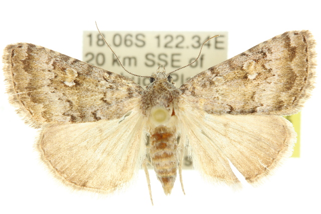 Amyna spilonota