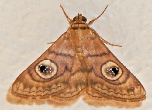 Niguza spiramioides