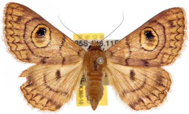Niguza spiramioides
