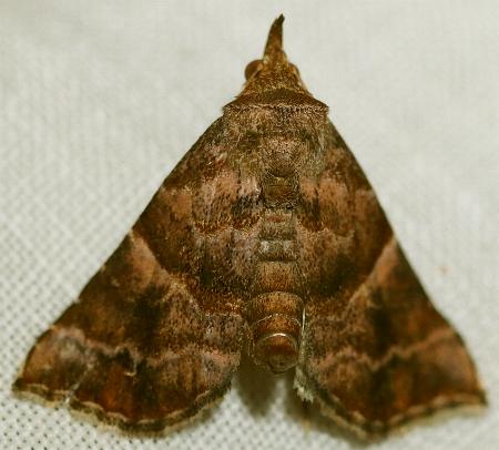 Radara subcupralis