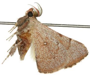 Eporectis tephropis