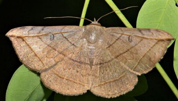 Entomogramma torsa
