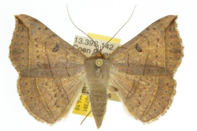 Entomogramma torsa