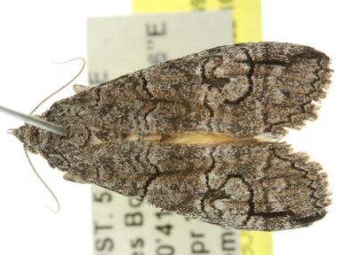 Prorocopis transversilinea