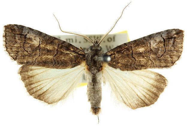 Prorocopis transversilinea