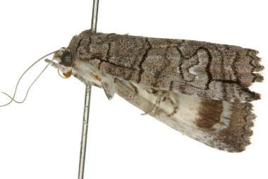 Prorocopis transversilinea