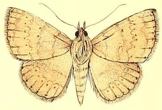 Attonda trifasciata