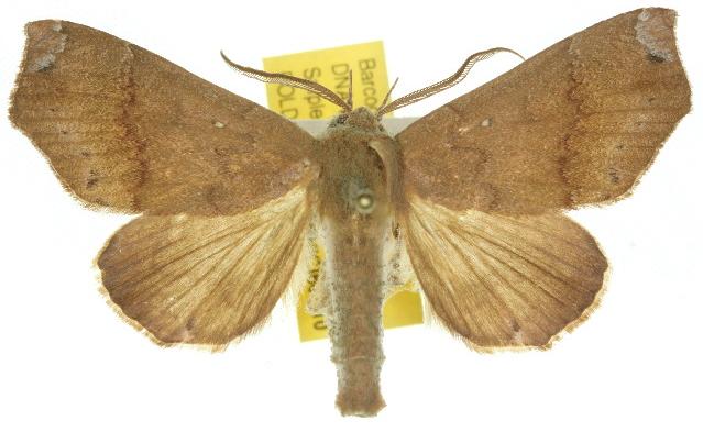 Savara variabilis