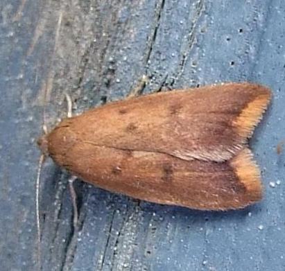 Tachystola acroxantha