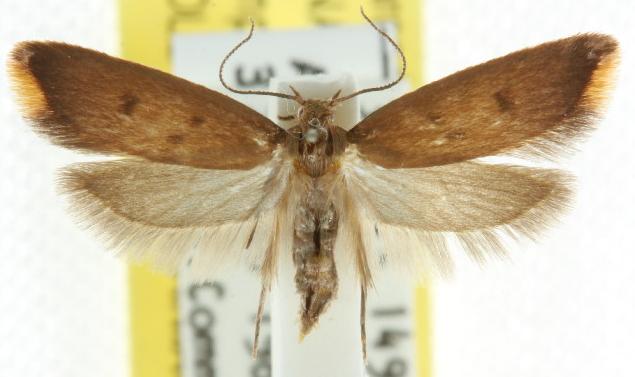 Tachystola acroxantha