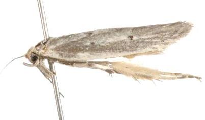 Disselia aleurota
