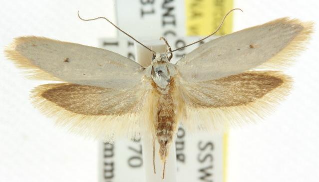 Disselia aleurota