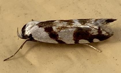 Oxythecta alternella