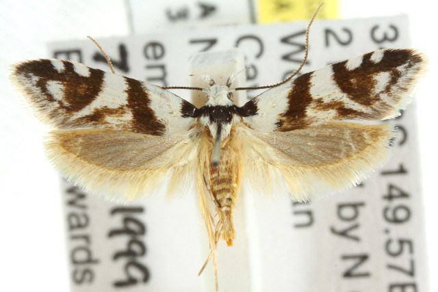 Oxythecta alternella
