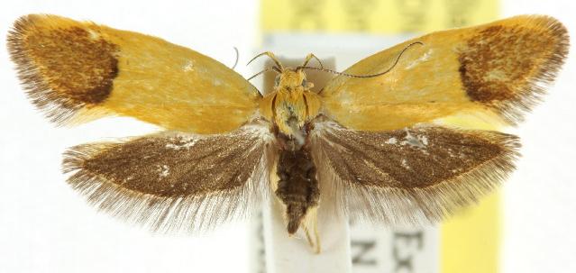 Merocroca automima