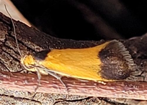 Merocroca automima