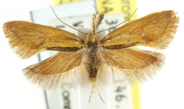 Thema brevivitella