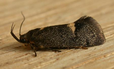 Leistomorpha brontoscopa