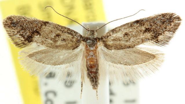 Heterozyga coppatias