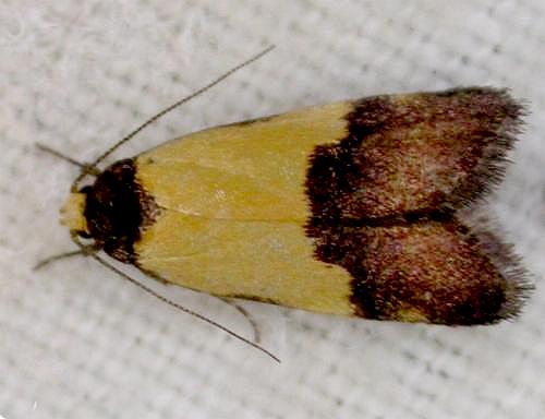 Coesyra cyclotoma