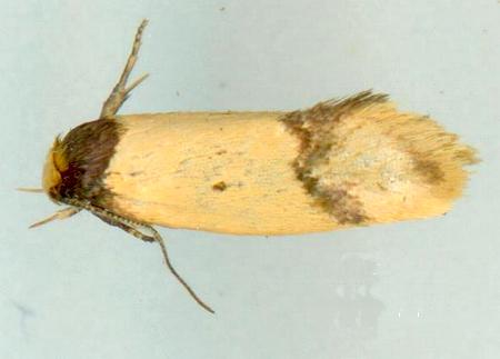 Olbonoma disticta