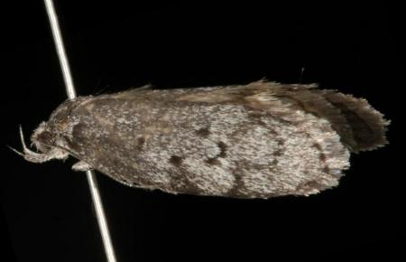 Ericrypsina ductaria