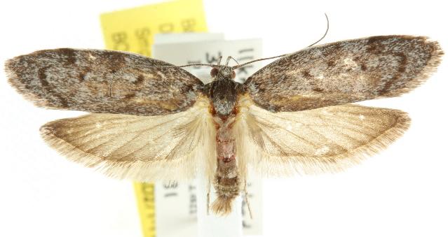 Ericrypsina ductaria