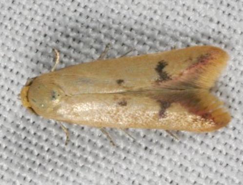 Tachystola hemisema
