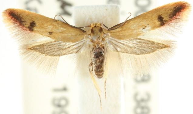 Tachystola hemisema