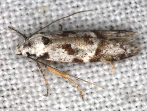 Oxythecta hieroglyphica