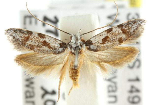 Oxythecta hieroglyphica