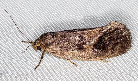Pycnocera hypoxantha