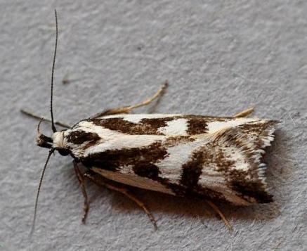 Epithymema incomposita