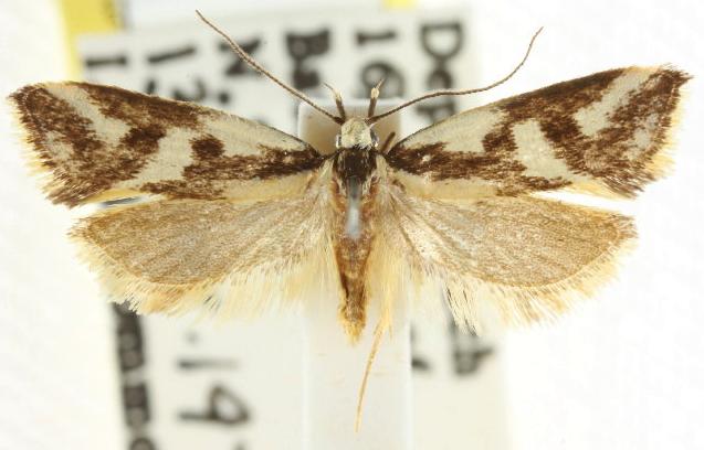 Epithymema incomposita