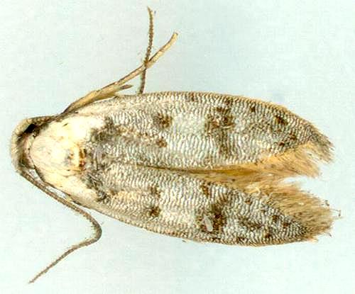Scatochresis innumera